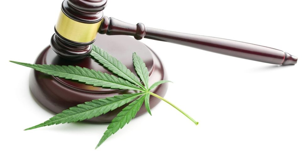 Cannabis Leaf w gavel i Stock 902624002